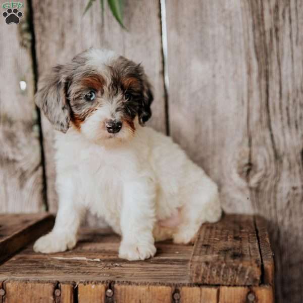 Frank, Cavapoo Puppy